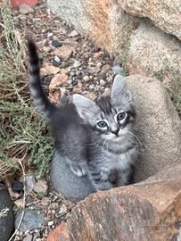 Gattini di un mese e mezzo
