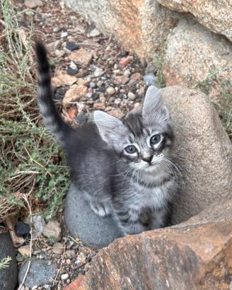 Gattini di un mese e mezzo