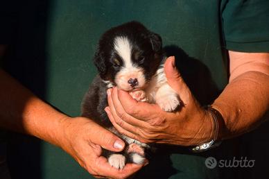 Cuccioli di pastore australiano 