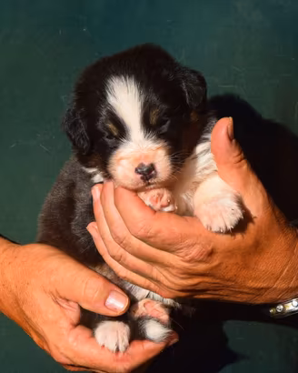 Cuccioli di pastore australiano 