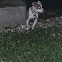 Cucciolo di pitbull UKC