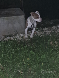 Cucciolo di pitbull UKC