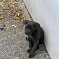 Cucciola femmina di cane corso