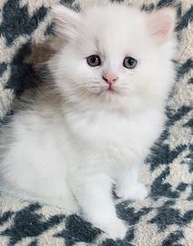 Cucciolo di persiani normotipo MASCHIO