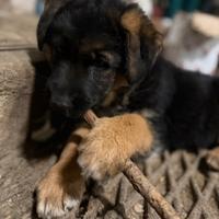 Cucciola pastore tedesco