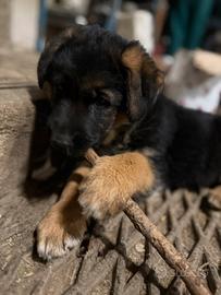 Cucciola pastore tedesco