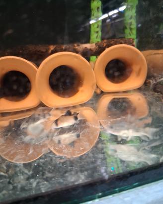 Corydoras