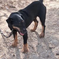 Cane jack terrier