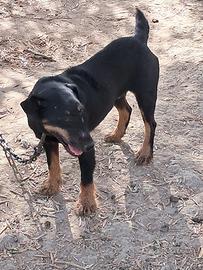 Cane jack terrier
