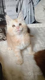 Splendido maschietto Maine Coon XXL prezzo special