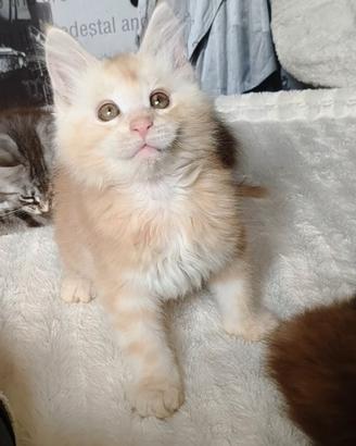 Splendido maschietto Maine Coon XXL prezzo special