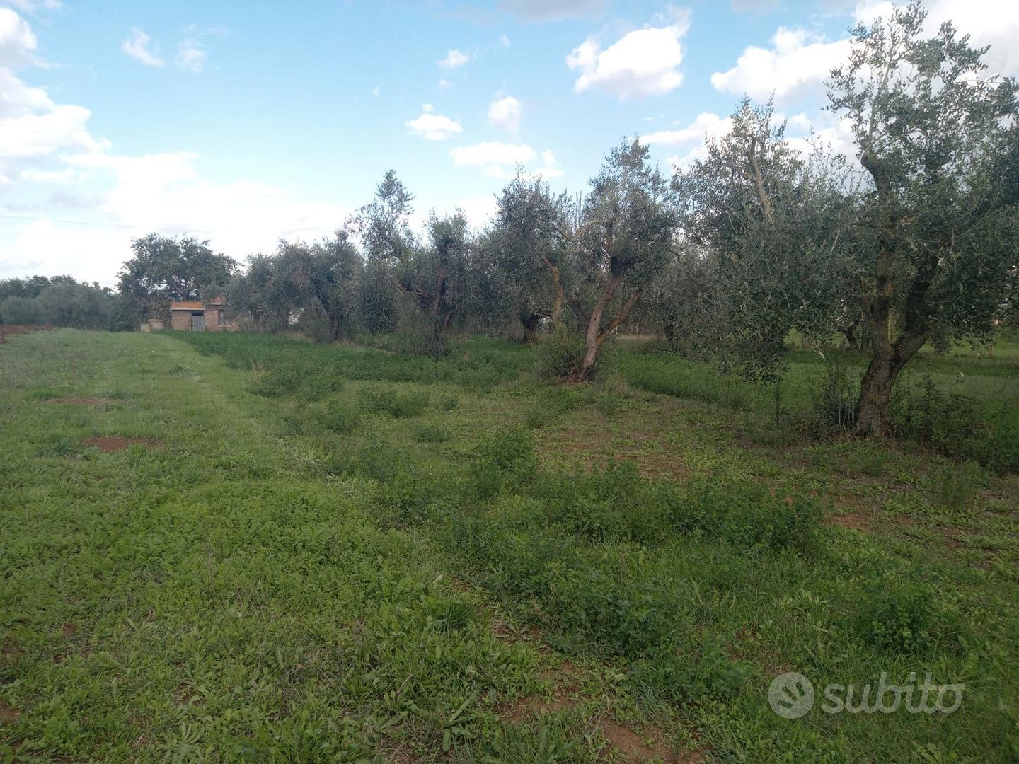 Uliveto con casaletto - Vista 4