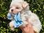 Immagine 4