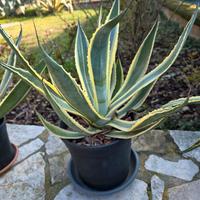 piante Aloe Americana