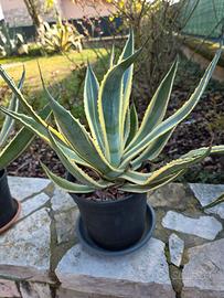 piante Aloe Americana