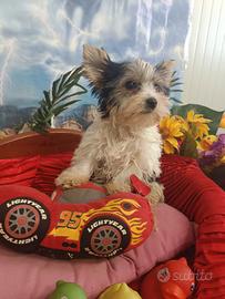 Cuccioli Taglia Molto Piccola Biewer Yorkshire