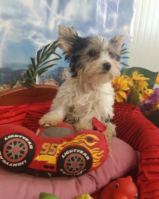 Cuccioli Taglia Molto Piccola Biewer Yorkshire