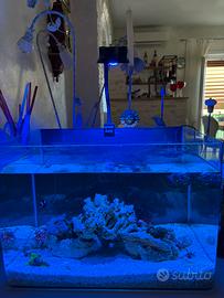 Acquario marino