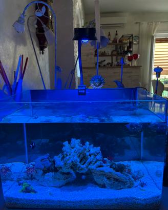 Acquario marino
