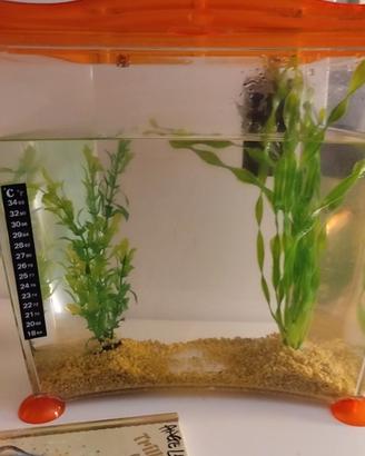 acquario 