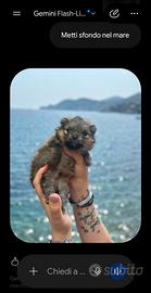Spitz di pomerania maschio con pedegree enci
