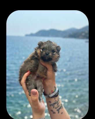 Spitz di pomerania maschio con pedegree enci