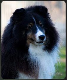 Shetland sheepdog