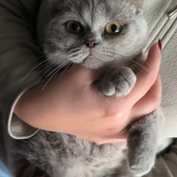 Gattina scottish straight