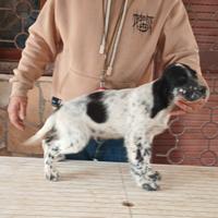 Cuccioli di setter inglese maschi