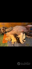 Lagotto romagnolo pedigree alta genealogia