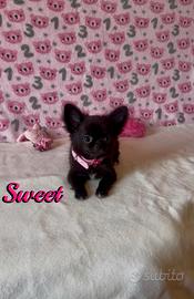 Chihuahua femmina a pelo lungo con pedigree enci