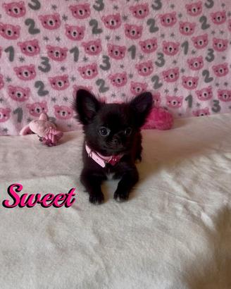 Chihuahua femmina a pelo lungo con pedigree enci
