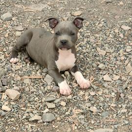 Cucciola