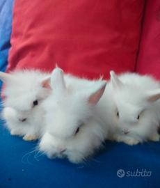 Conigli nani testa di leone