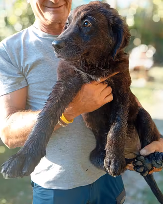 cuccioli  pastore australiano/abruzzese 
