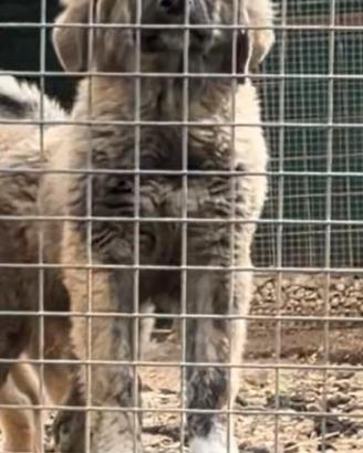 Splendidi cuccioli di Pastore del Caucaso
