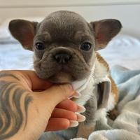 Bulldog Francese