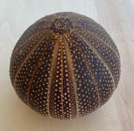 Guscio di  riccio di mare