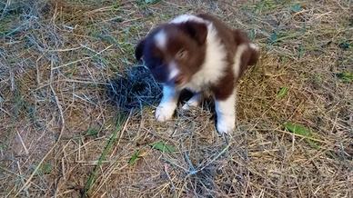 Border collie