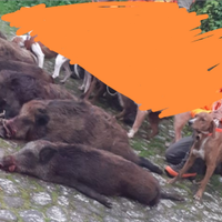 Segugio maremmano cinghiale