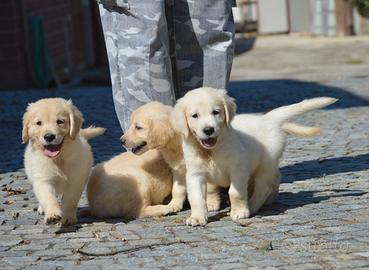 Cuccioli Golden Retriever