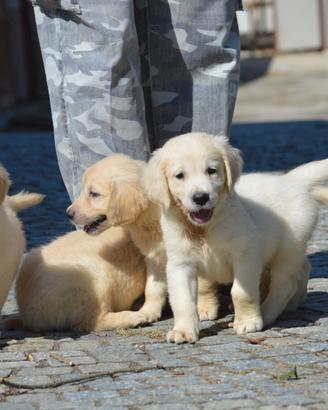 Cuccioli Golden Retriever