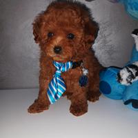 Cuccioli di barboncino toy