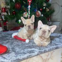 Cuccioli di bulldog francese lilac tan platinum