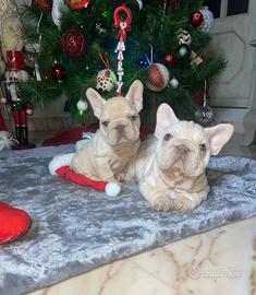 Cuccioli di bulldog francese big rope platinum