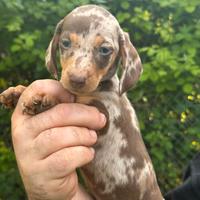 Cuccioli di bassotto Arlecchino cioccolato