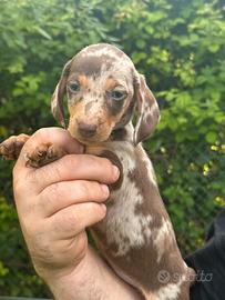 Cuccioli di bassotto Arlecchino cioccolato