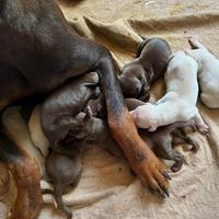 Cuccioli Dobermann
