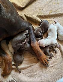 Cuccioli Dobermann