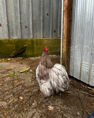 Galline ornamentali